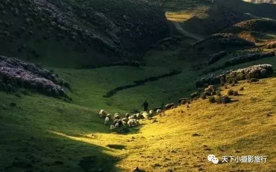 黔山秀水高原风，牛羊乘云天上牧--乌蒙大草原