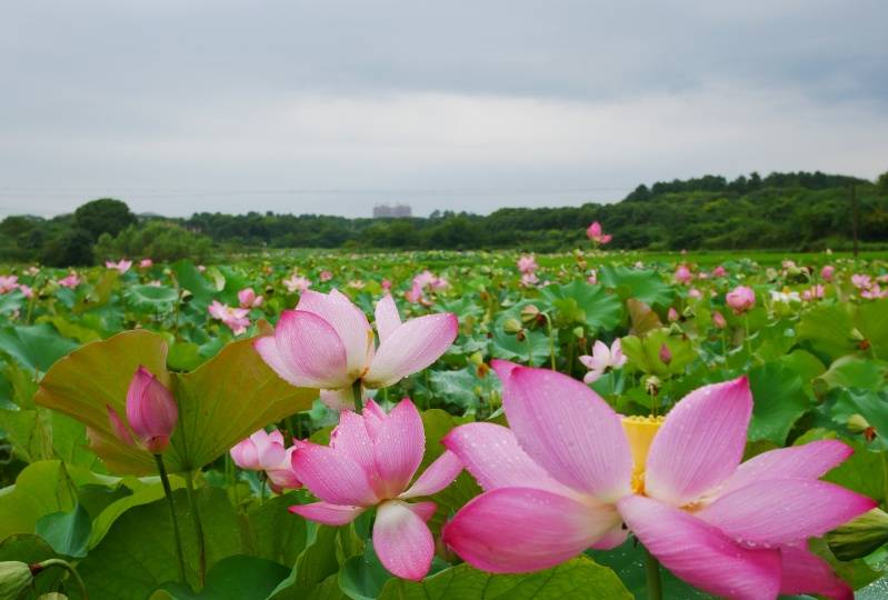 8月下旬 红鸾星动 花开万朵 4生肖得遇真爱 余生共白头 保护