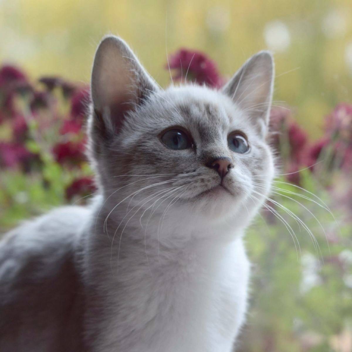 猫去泪痕妙招 d3c6dda5d24b41d9a7b6fa830b158d09.jpeg