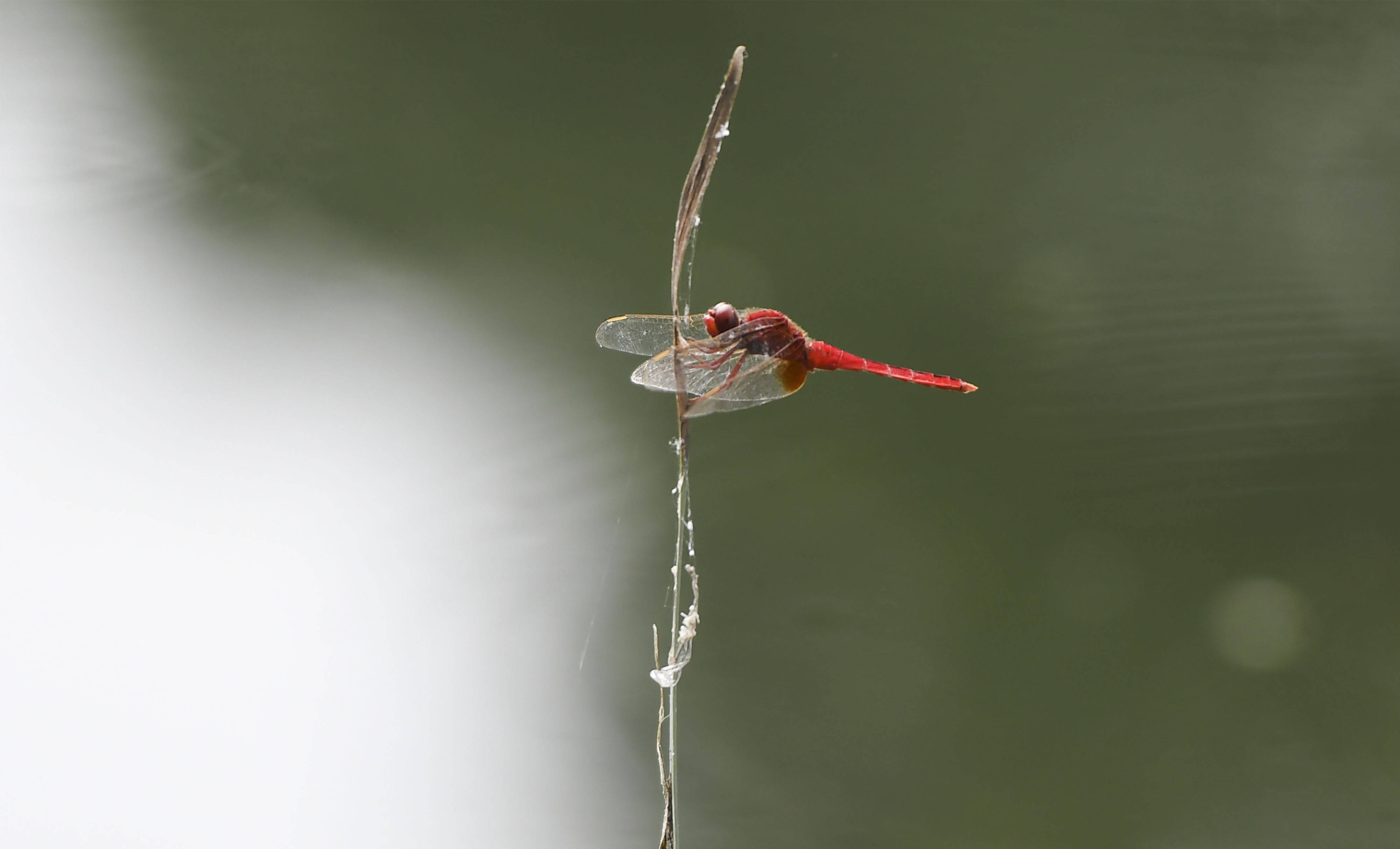 合肥:秋天蜻蜓表演水上芭蕾,飞上枝头,十分精彩