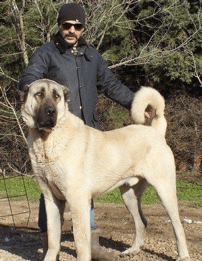 偏爱养大狗盘点世界上体型最大的十大犬种个个都体型魁梧