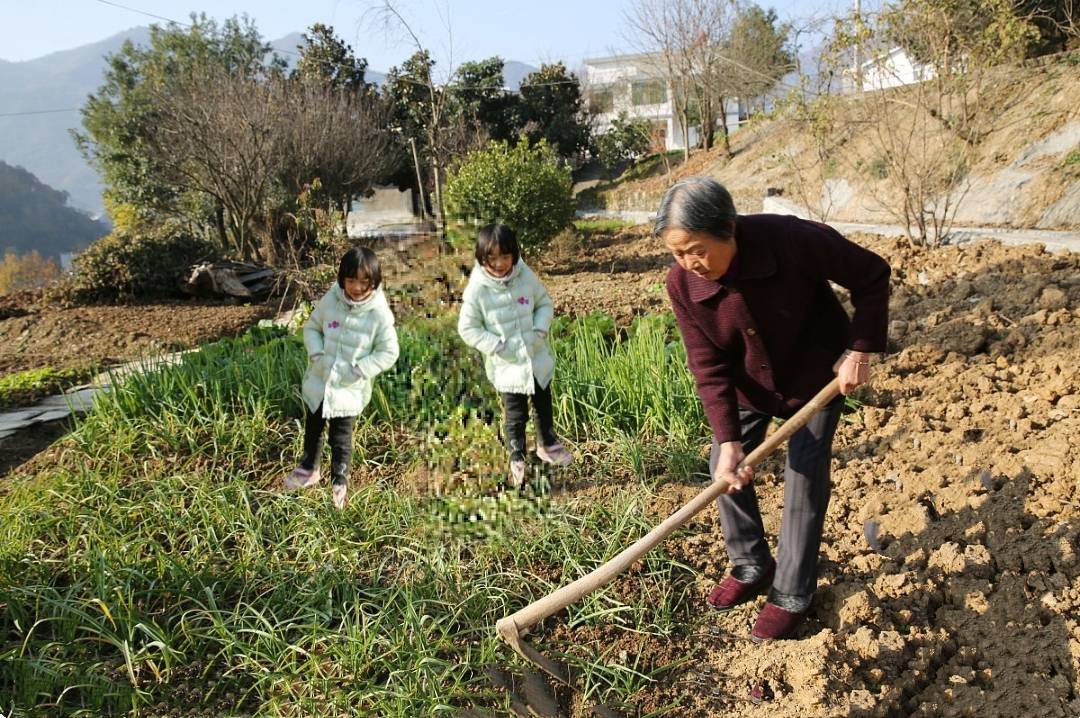原创农村7080岁老人下地干活是生活所迫还是故意卖惨听我给你说