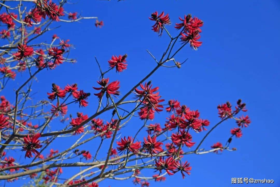 泉州市花刺桐花图片