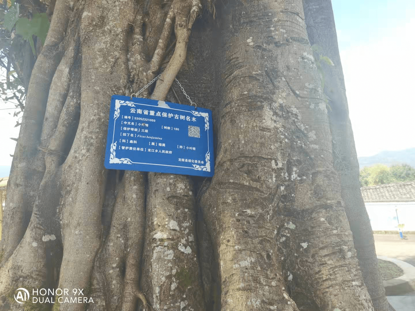 龙陵县龙江乡弄岗社区：一个傣族寨，古树名木上百棵
