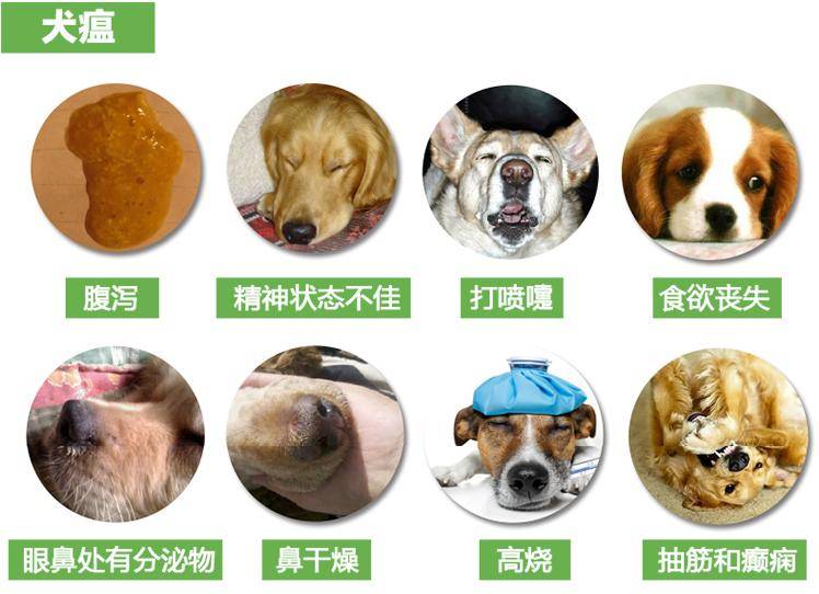 犬瘟热症状图片图片