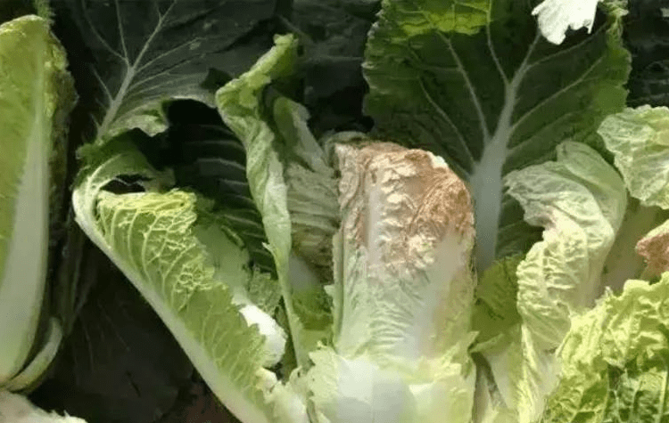 【勒夫水溶肥】大白菜干烧心就是缺钙?远没有这么简单_发病