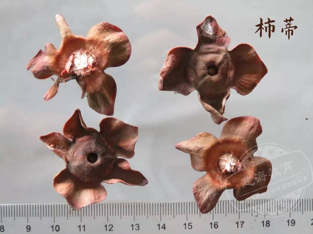 每天学习一味中药柿蒂