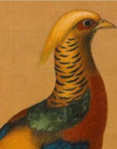国画欣赏】——郎世宁《锦春图》_搜狐网