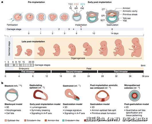胚胎发育全过程图解图片