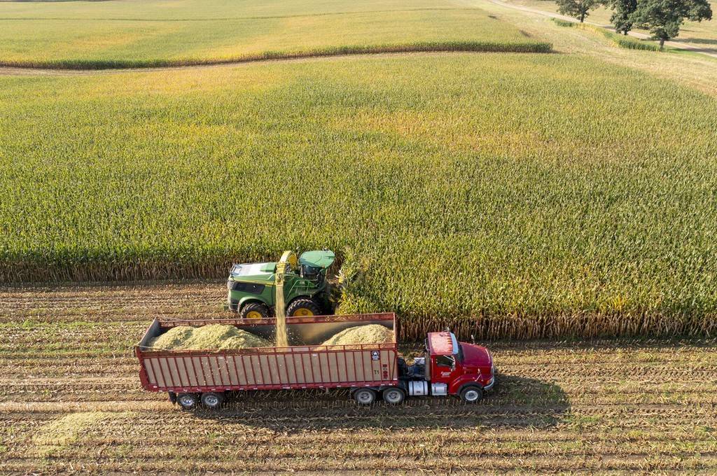 美国农场玉米被收割运给奶牛场供奶牛食用