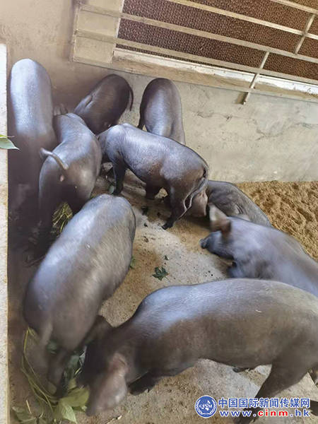 原创山西坤辰原生物科技有限公司走进大山 考察水稻基地 助力雷猪产业