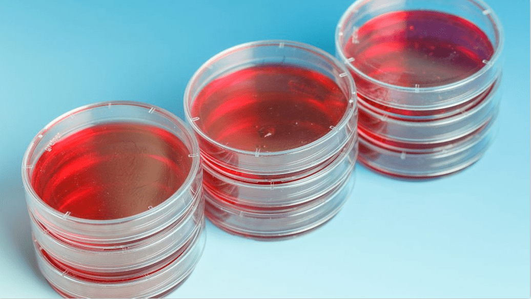 含有丰富的细胞生长必须的营养成份,常用于动物细胞的体外培养,具有极