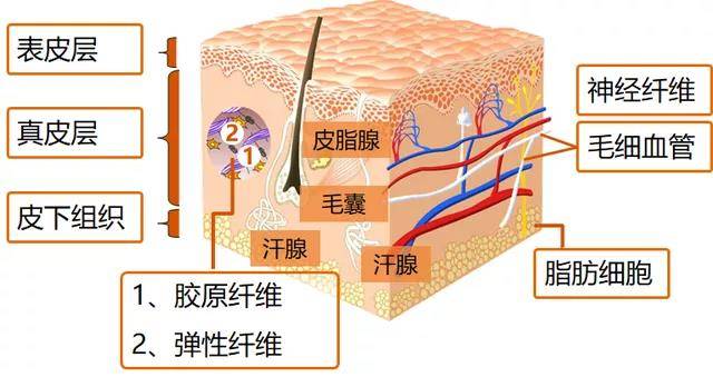 永久|避雷！这几个半永久纹绣的真相，看过的人都沉默了！