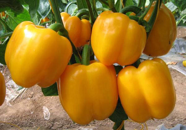 黄甜椒种子哪个品种好