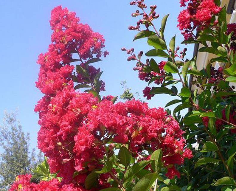 园林新秀美国矮紫薇植物非试管高效快繁技术快速繁殖美国矮紫薇