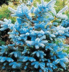 世界上唯一的蓝色常青树克罗拉多蓝杉植物非试管高效快繁技术克罗拉多