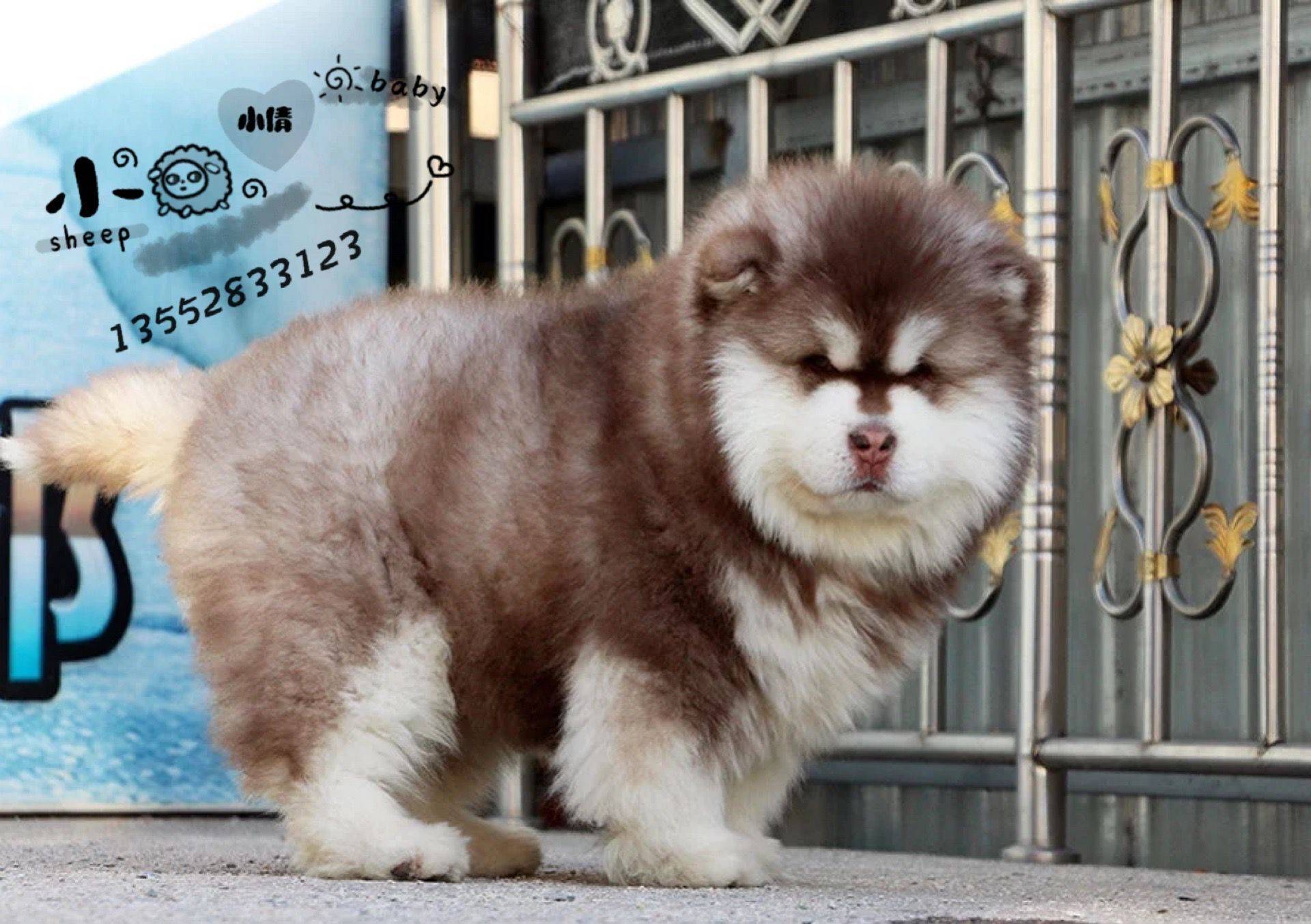 巨型阿拉斯加犬雪橇犬幼犬 进行