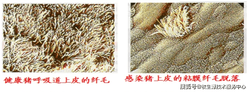 进行|秋季注意防范------猪支原体肺炎!