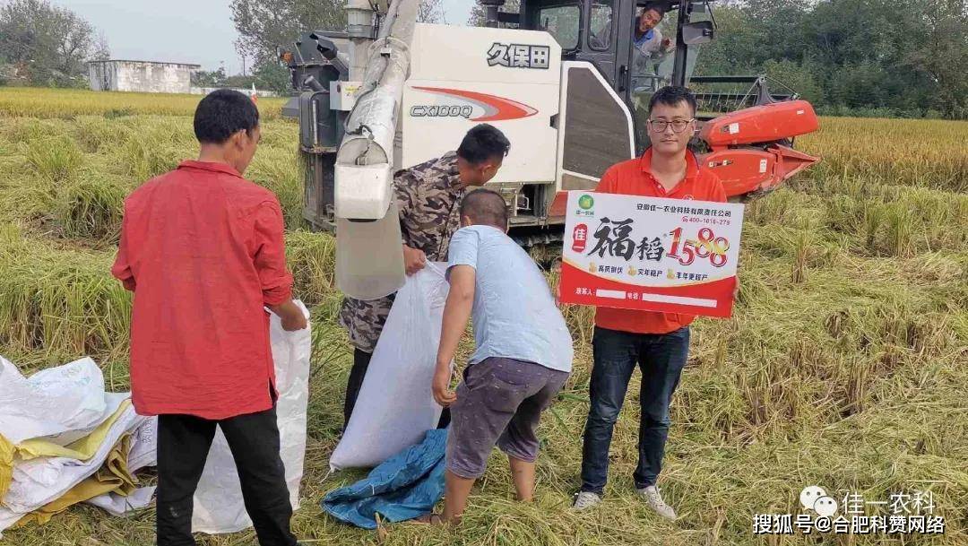 高产高抗性稻种佳一福稻1588实地测产劲爆出炉优质籼型杂交稻