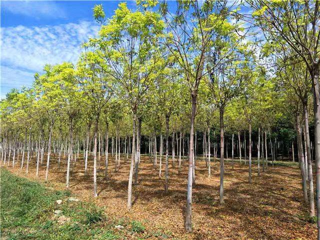 石油植物柴油树美洲香槐植物非试管高效快繁
