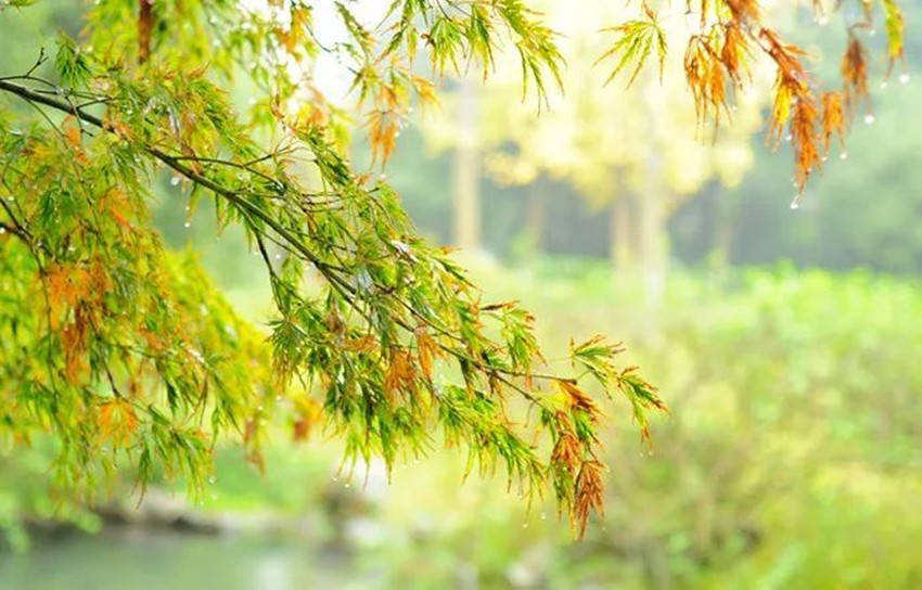 秋雨里|我爱春天 又更爱秋天