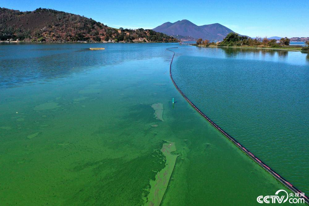 航拍美国加州第二大淡水湖蓝绿藻泛滥覆盖水面