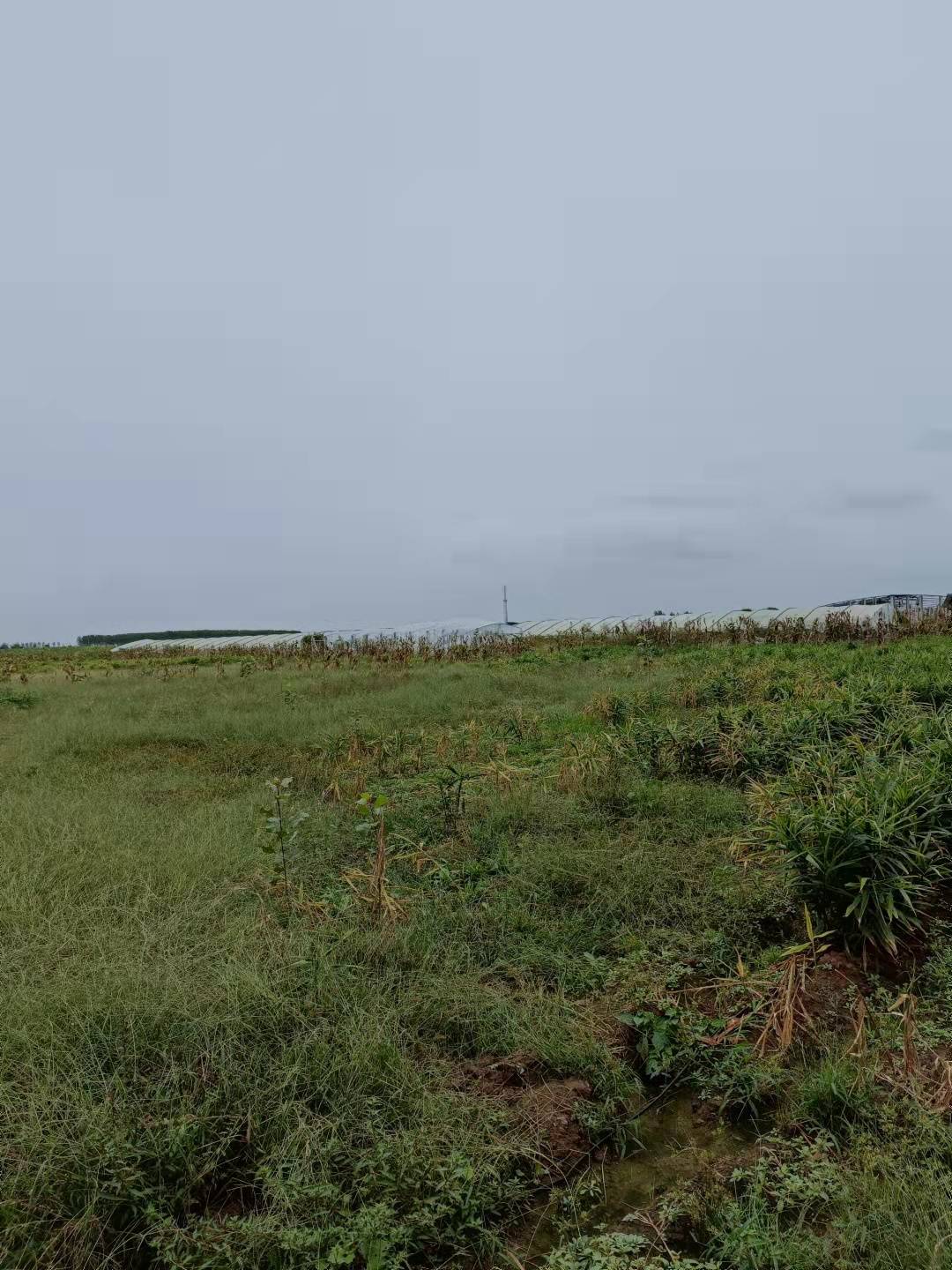 莒县中友生物科技有限公司排污 致生姜大面积死