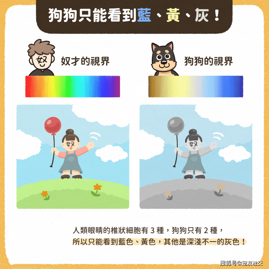 原来这才是狗狗眼中的世界!