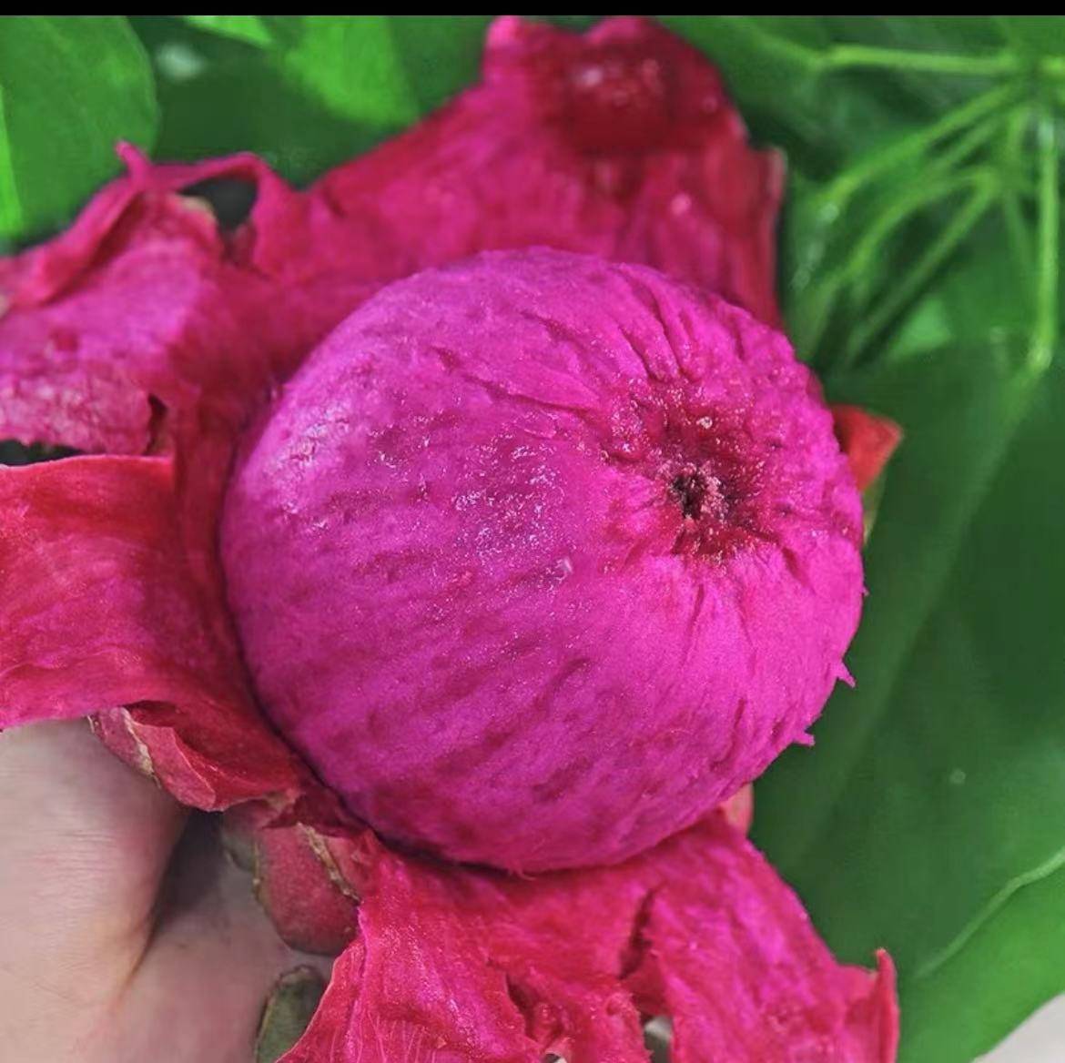 秋季减肥促进消化霸王花火龙果你选择了吗