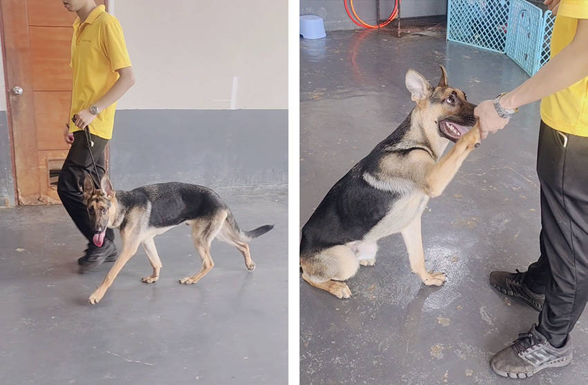 德牧犬有激动扑人的行为怎样处理 建议交给专业训狗师训练狗狗 余先生