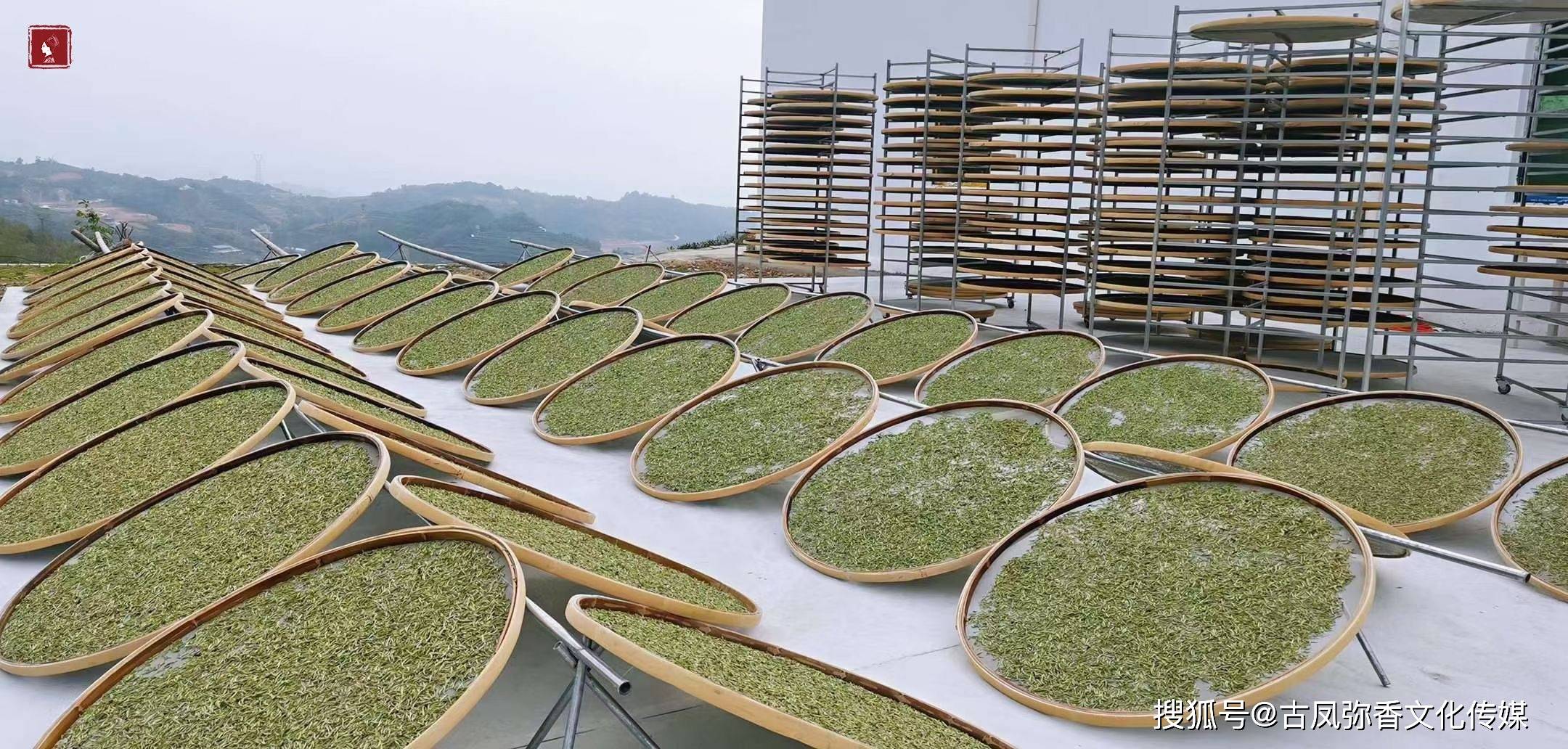 传统|【茶禧壹號商学院】为什么说传统的日晒白茶是“以真示人”?