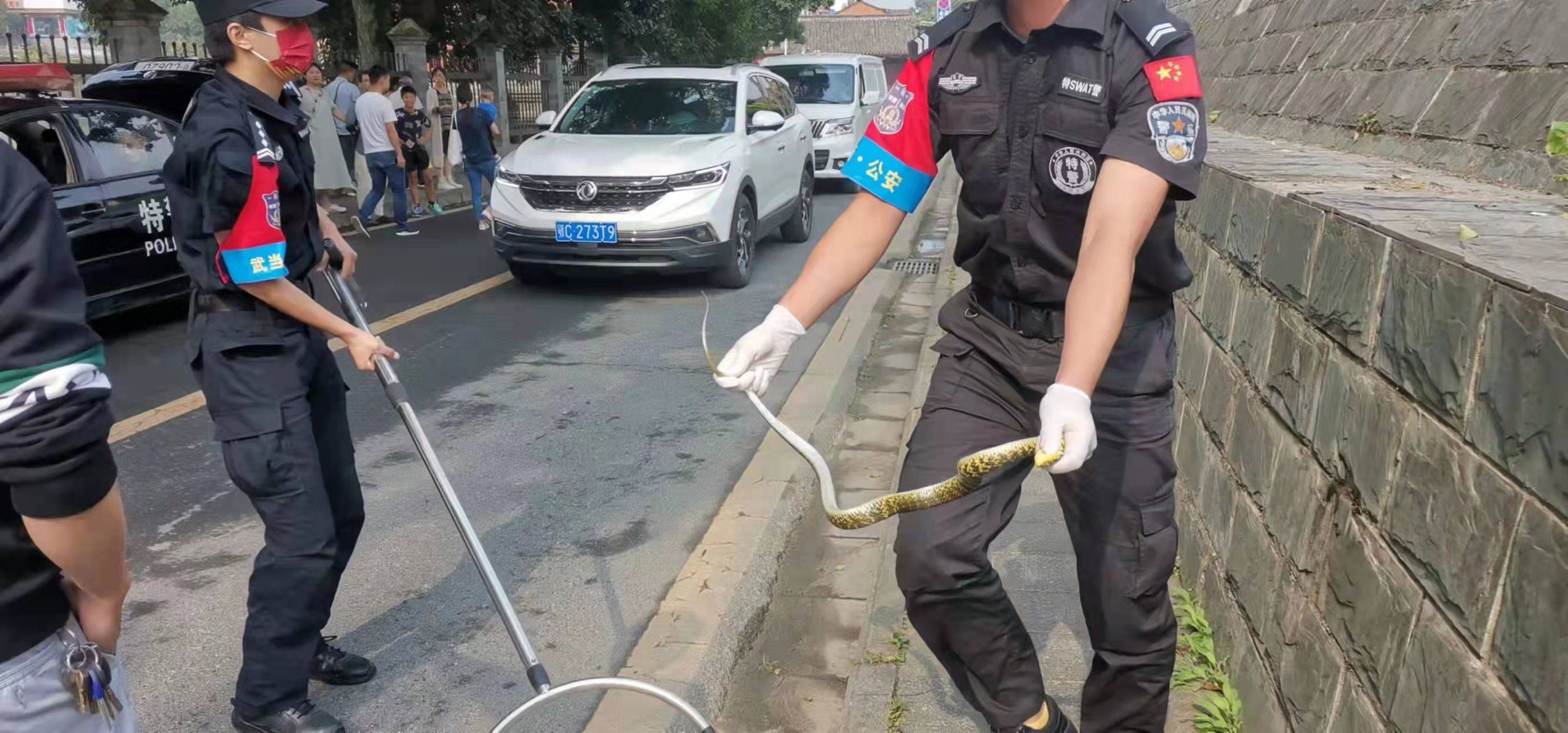 秋季蛇觅食 派出所民警一天连续抓捕两条蛇