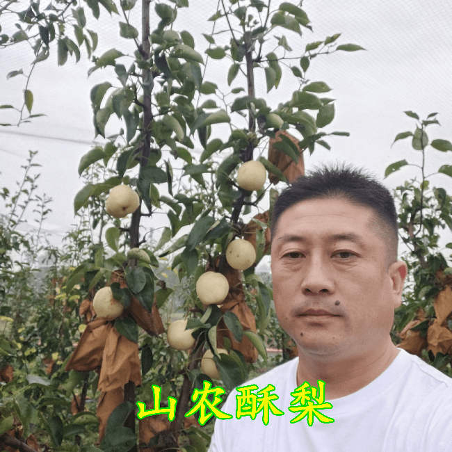 山农酥梨结果状先说说山农酥梨的来历:山农酥梨是山东农业大学陈学森