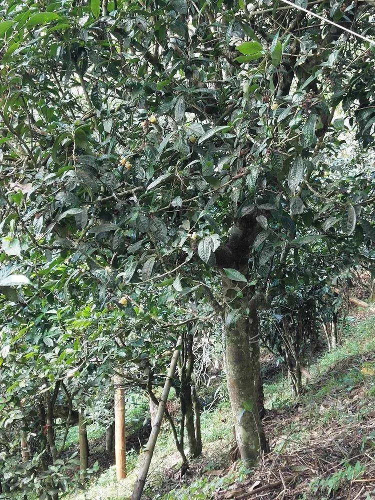 茶园|【普洱茶山行】云南西双版纳南糯山古茶山寻茶记一一拔玛寨