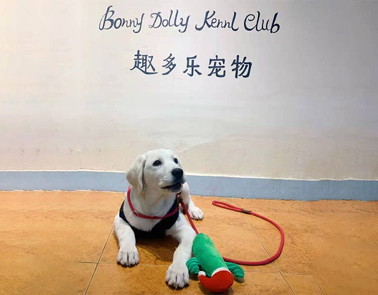 宠物怎么纠正拉布拉多乱拉问题？深圳训狗基地建议幼犬做狗狗训练更合适
