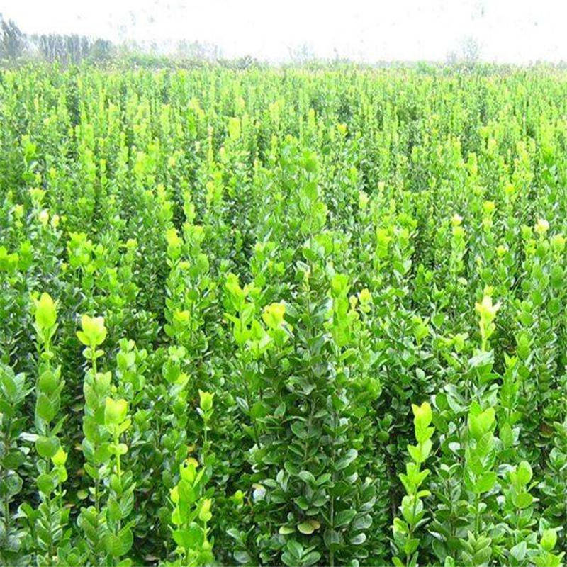 来自日本的全能型选手北海道黄杨的植物非试管高效快繁技术