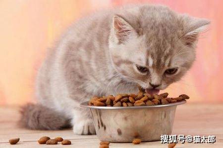虾壳怎么做给猫吃