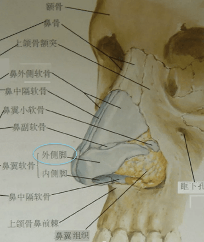 如何do鼻子才能保证效果一步登天?_软骨