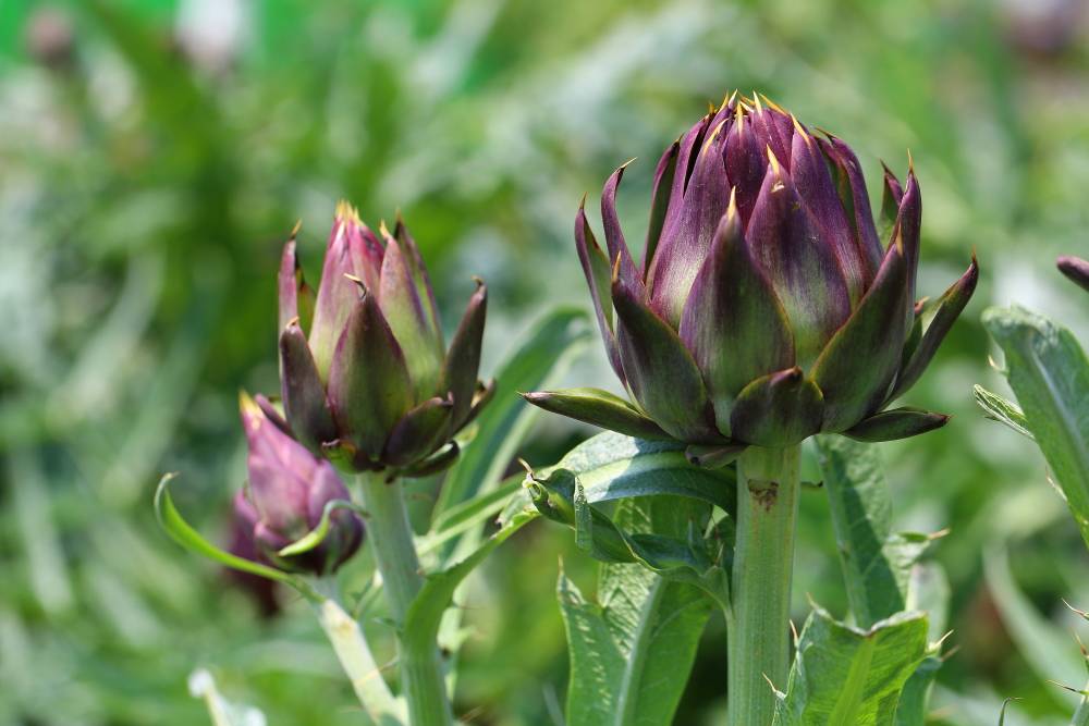 蔬菜之皇——洋百合的植物非试管高效快繁技术_繁殖