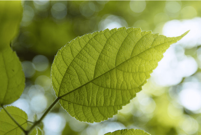 叶片图像分析仪是什么?应用前景怎么样?_植物