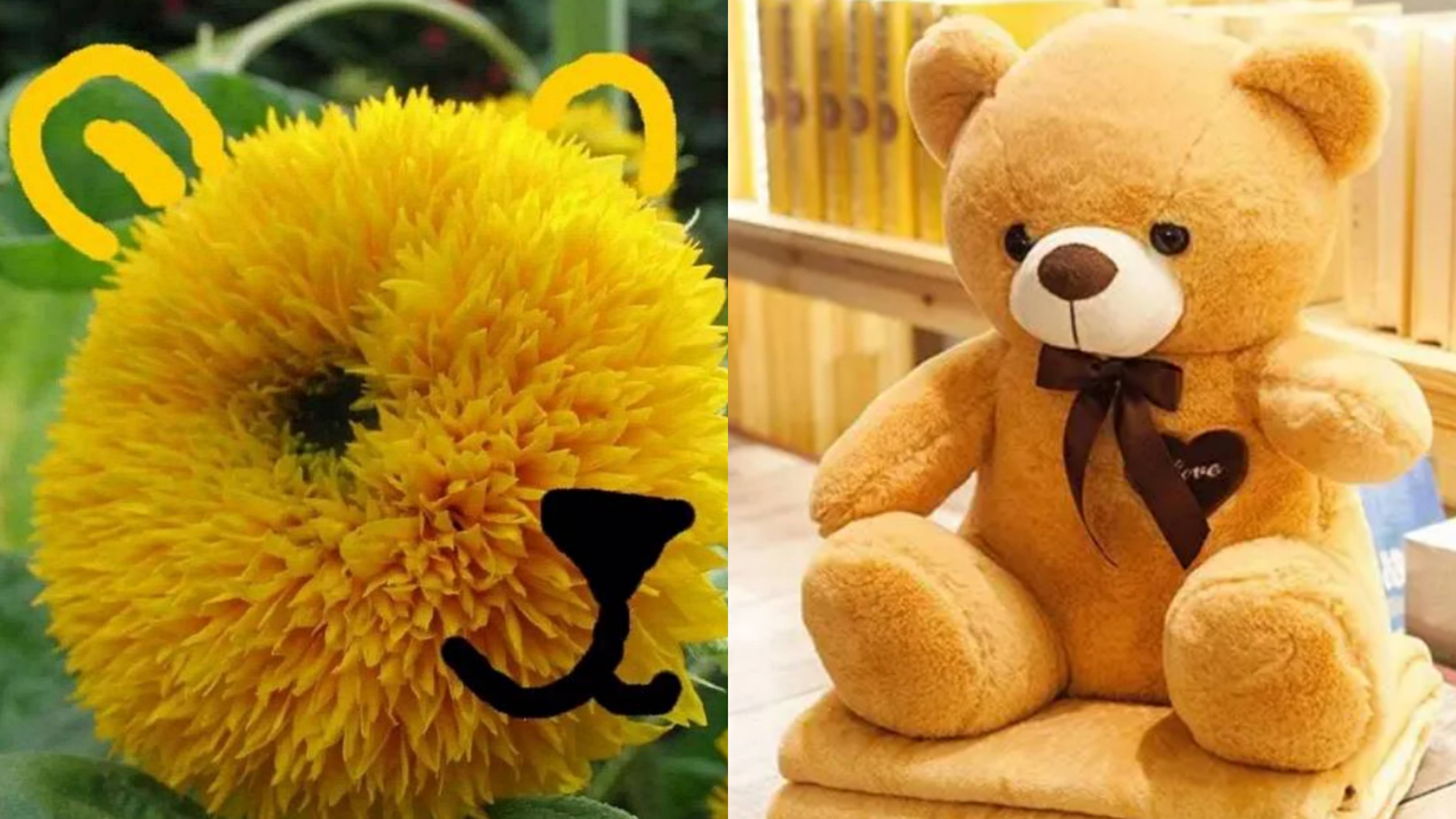 作为一种新颖的观赏性植物,玩具熊向日葵被广泛用于家庭装饰,园林庭院