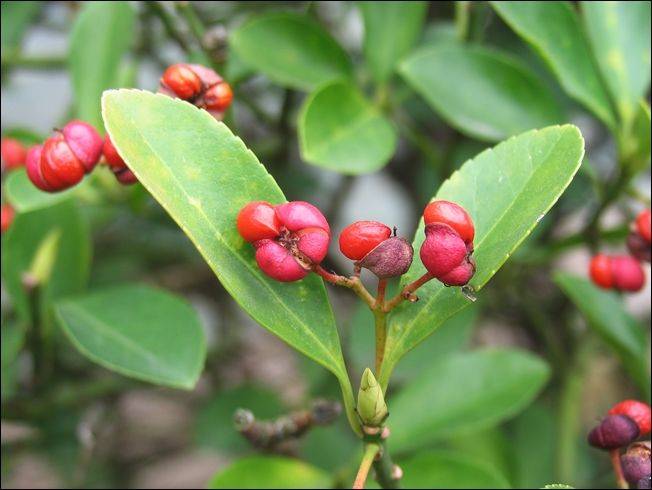多功能变叶树种——卫矛的植物非试管高效快繁技术