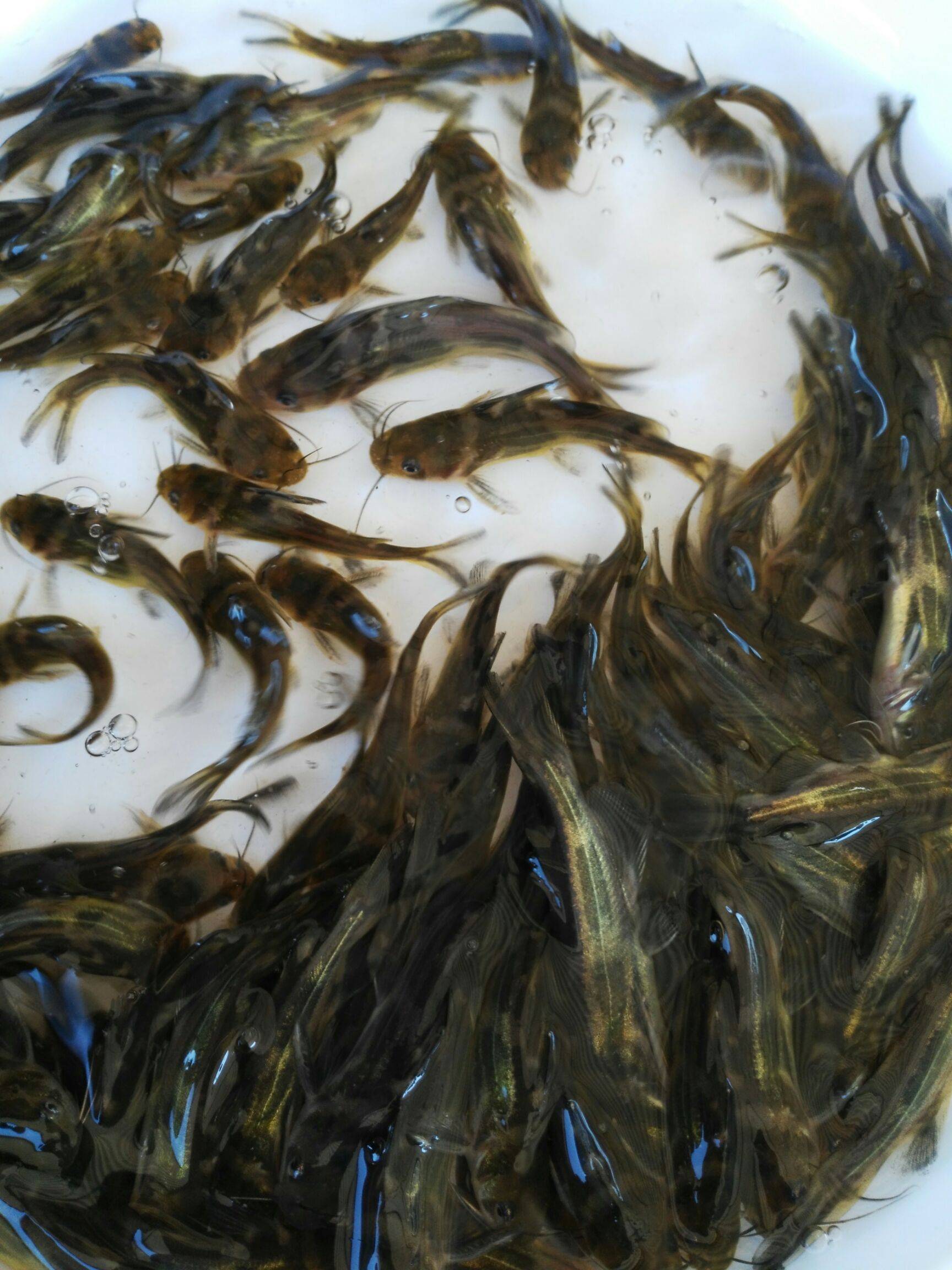 湖北佳农晖农业科技有限公司黄骨鱼泥鳅养殖助力农业创新
