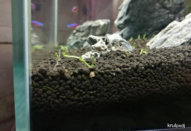 如何选择水草和水草泥 cbc5362fefad4b4ba3c6cdb0f00ddce9.jpeg