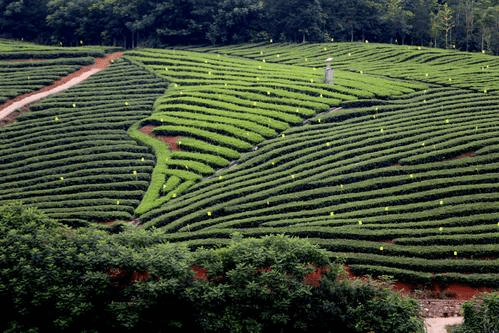 茶叶茶事|祁门牌祁门红茶茶系列护肤品来袭，红茶护肤yyds