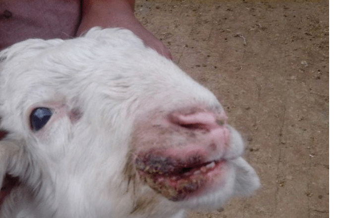 治疗|羊嘴角口疮的好用方法