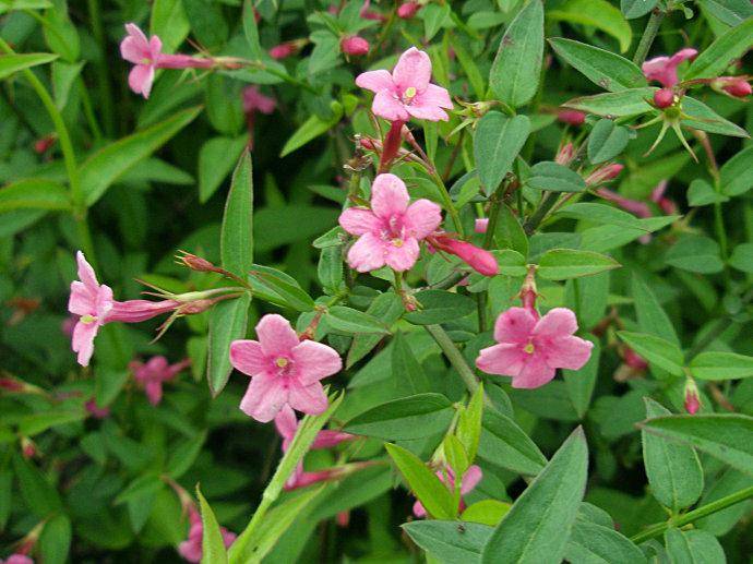 红茉莉的植物非试管高效快繁技术