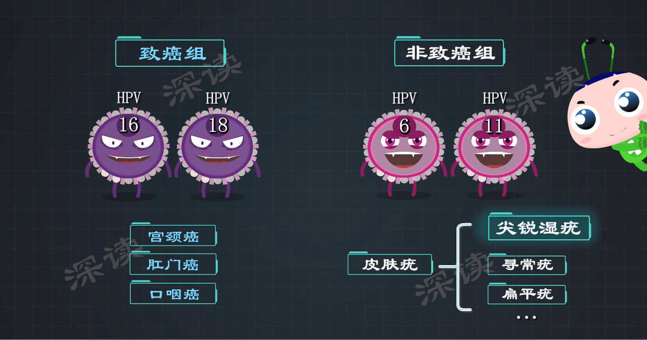 原创hpv感染风险竟高达80性病排行第2的尖锐湿疣到底咋感染的