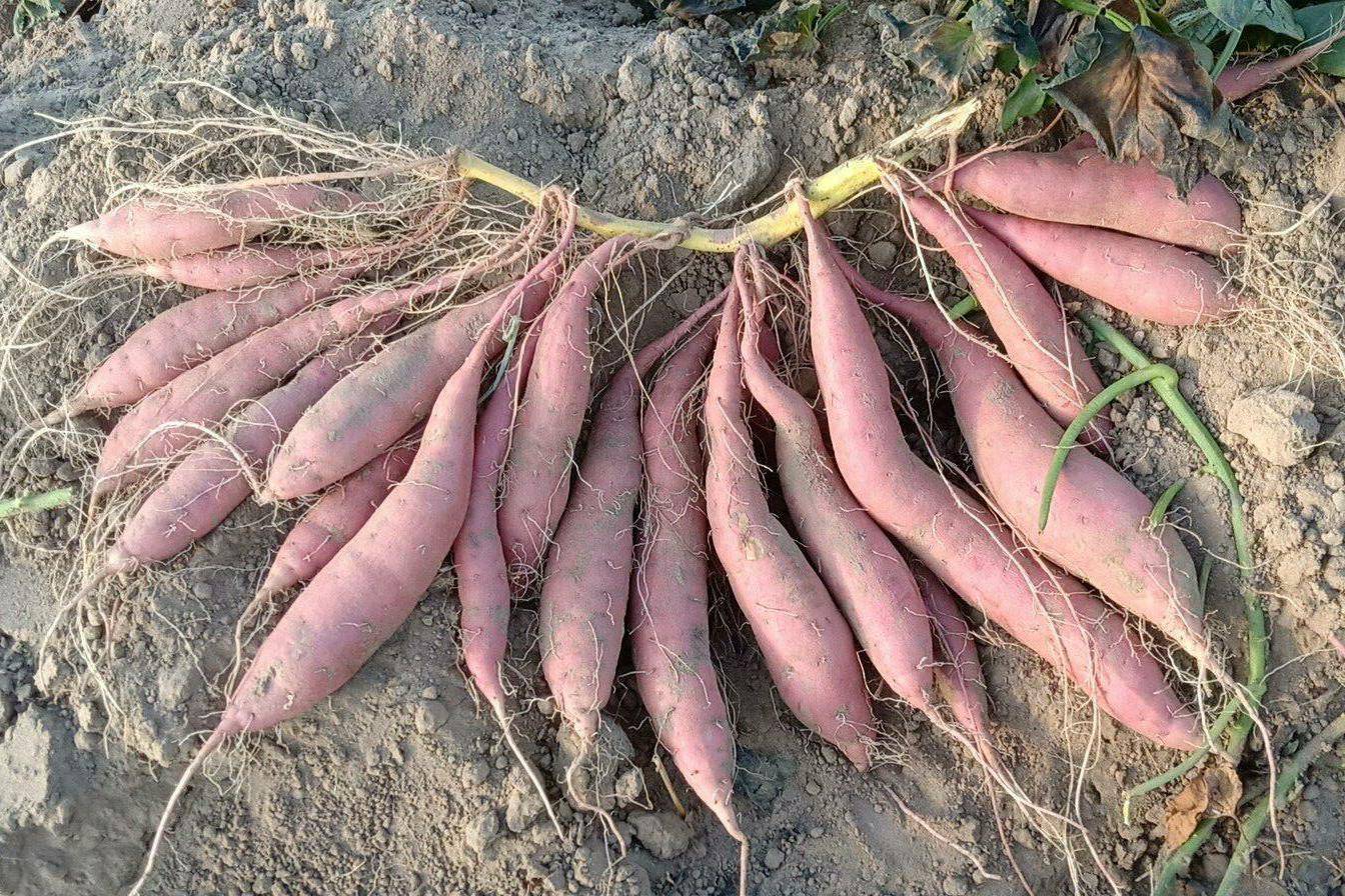 脱毒红薯的植物非试管高效快繁技术 防治