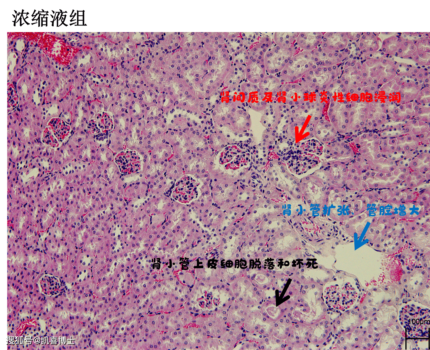 小鼠喝啤酒闻所未闻